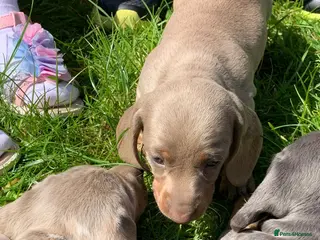 Miniature Dachshund dogs Magnificent dachshund puppies for sale - Advert 1