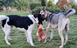 Mixed Breed dogs for adoption: SNOOPY - like a young Border Collie - Image 14