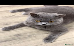 British Shorthair cats for sale: Gorgeous bsh kittens"Active with GCCF" - Image 2