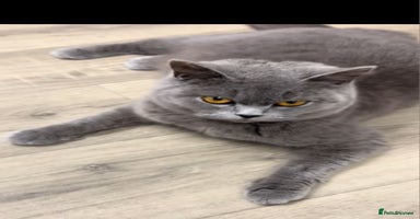 British Shorthair cats - Advert 9