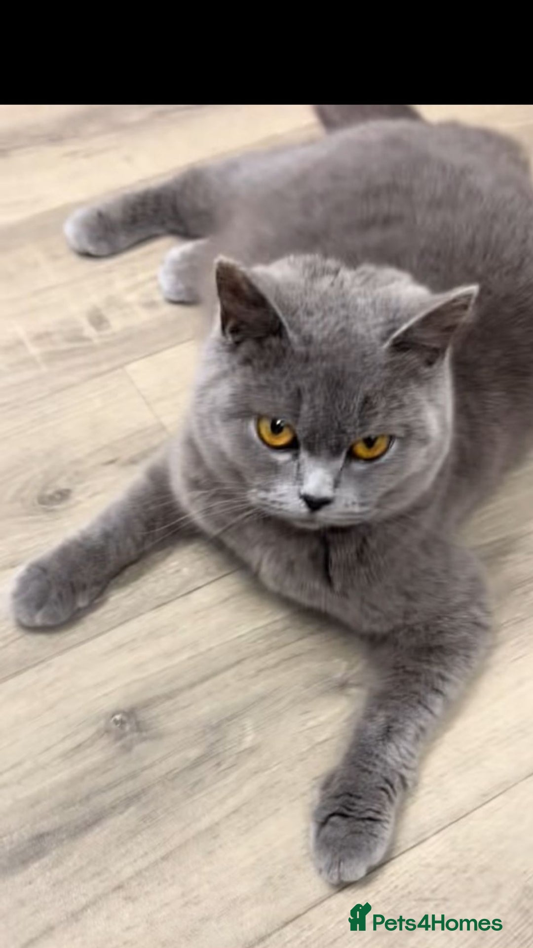 British Shorthair cats for sale: Gorgeous bsh kittens"Active with GCCF" - Image 2