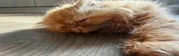 Persian cats for sale: Male Persian kitten in Carterton - Advert 3