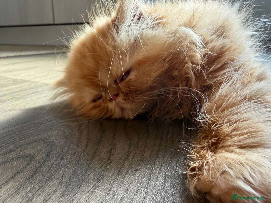 Persian cats for sale: Male Persian kitten in Carterton - Advert 3
