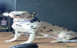 Dalmatian dogs for stud: Proven KC Dalmatian stud baer+\+ in Wigan - Image 19