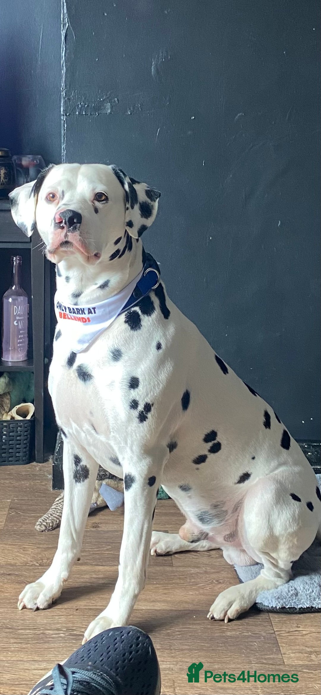 Dalmatian dogs for stud: Proven KC Dalmatian stud baer+\+ in Wigan - Image 19