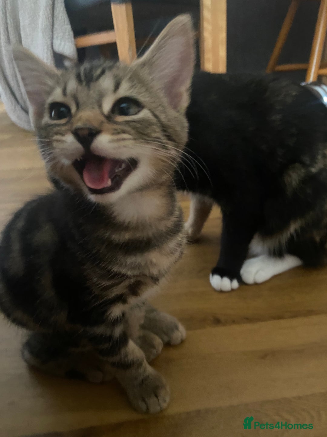 Bengal cats for sale: adorable bengal/tort kitties for sale - Image 16