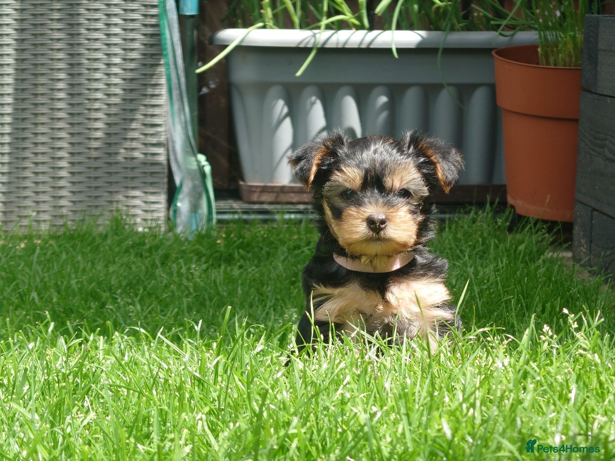 Yorkshire Terrier dogs Yorkshire puppies  - Advert 2