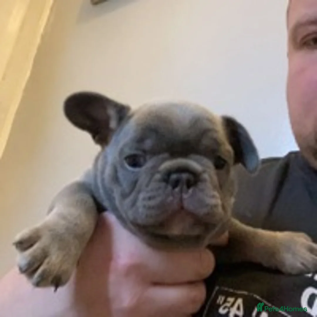 French Bulldog dogs for stud: BRUCE in Sheffield - Advert 8