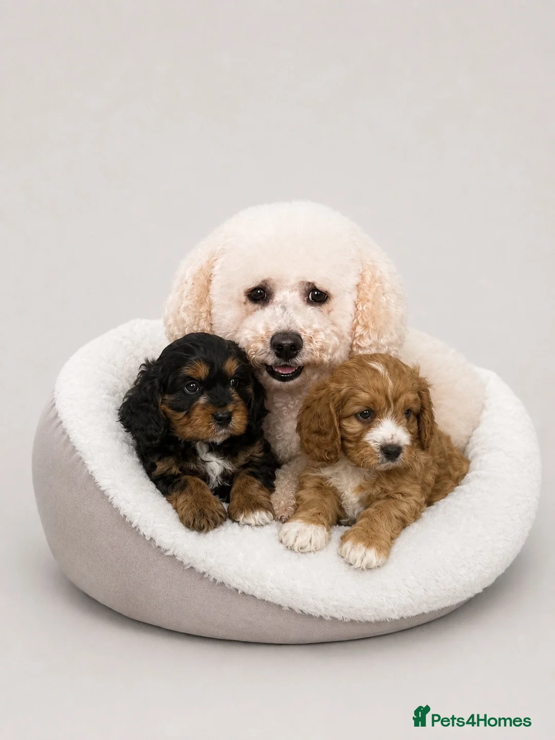Cavapoochon dogs for sale: Beautiful Cavapoochon Puppies  - Advert 17
