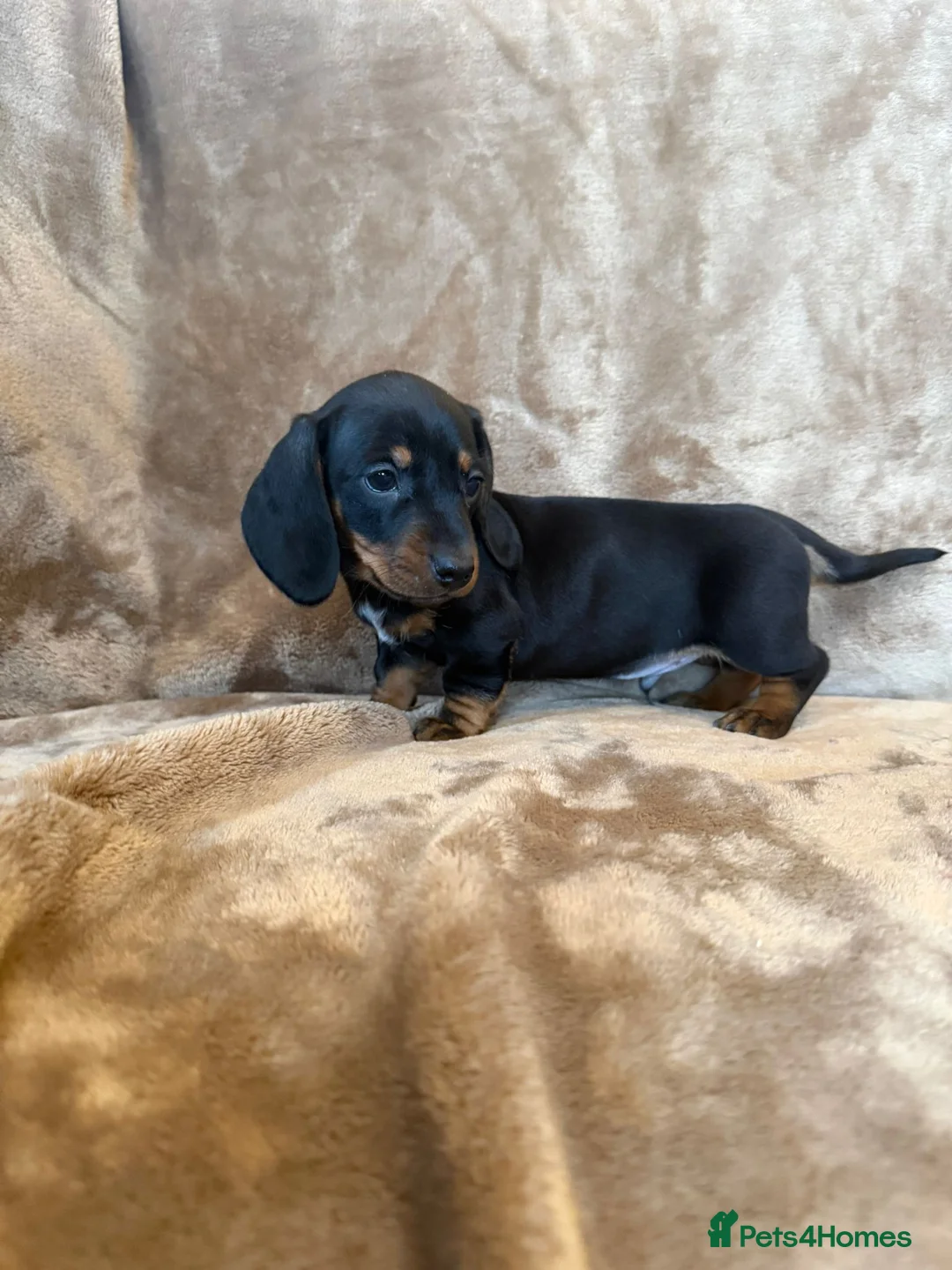 Miniature Dachshund dogs for sale: KC Reg TINY Miniatures from Kaninchen parents  - Advert 22