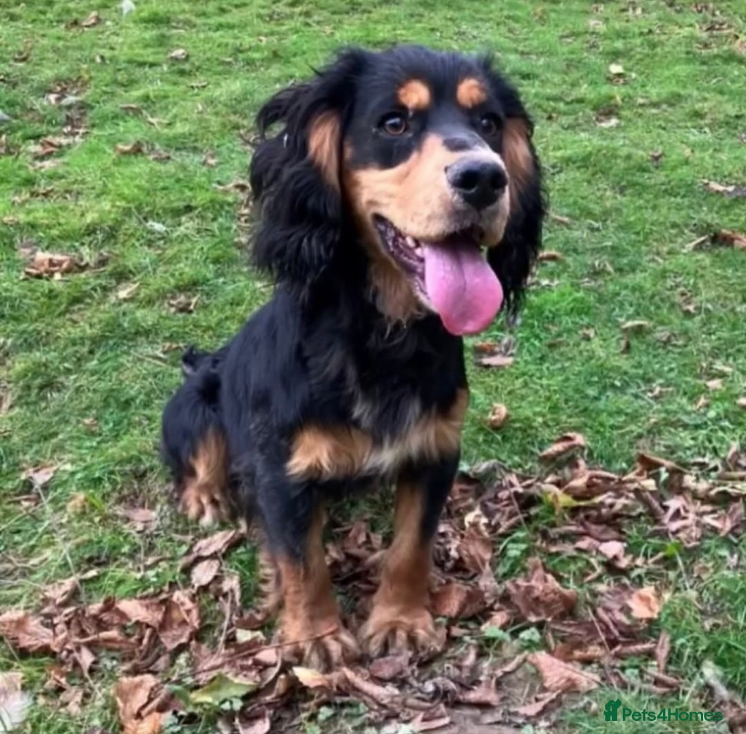 Cocker Spaniel dogs for sale: 5th generation, family, Cocker Spaniel Puppies - Image 7