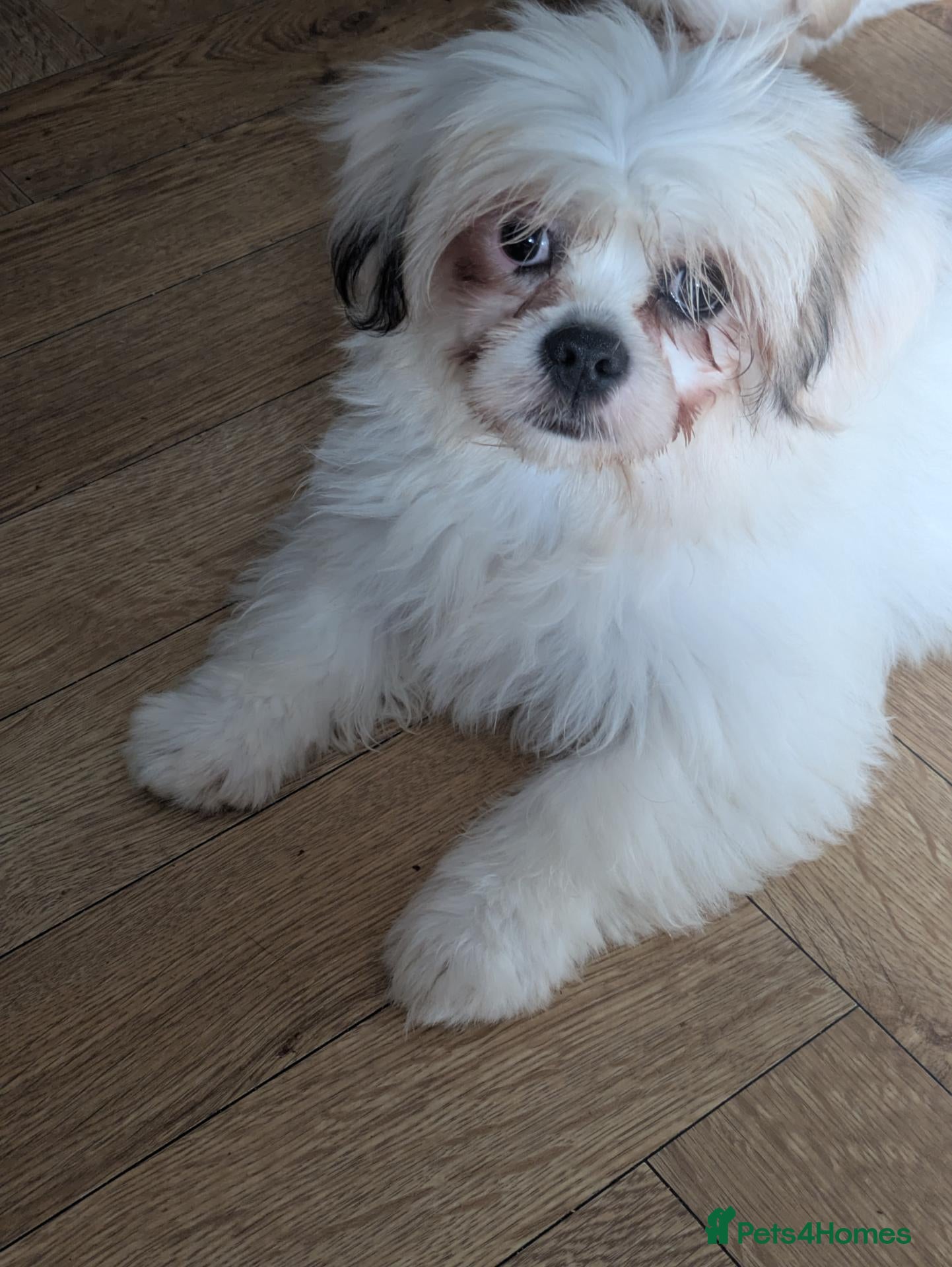 Lhasa Apso dogs Lhasa apso puppies  - Advert 13