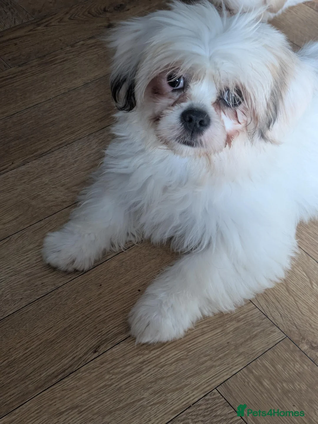 Lhasa Apso dogs for sale: Lhasa apso puppies  - Advert 1
