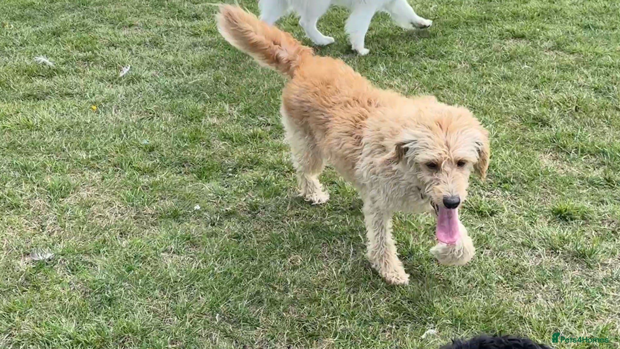Labradoodle dogs Labradoodle needs to a new lovely home - Advert 1