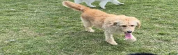 Labradoodle dogs for sale: Labradoodle needs to a new lovely home - Advert 1