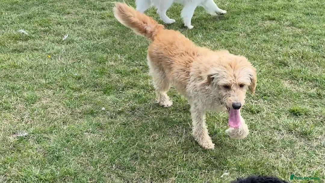 Labradoodle dogs for sale: Labradoodle needs to a new lovely home - Advert 1