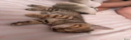 Mixed Breed cats for sale: Mixed main coone kittens  - Advert 10