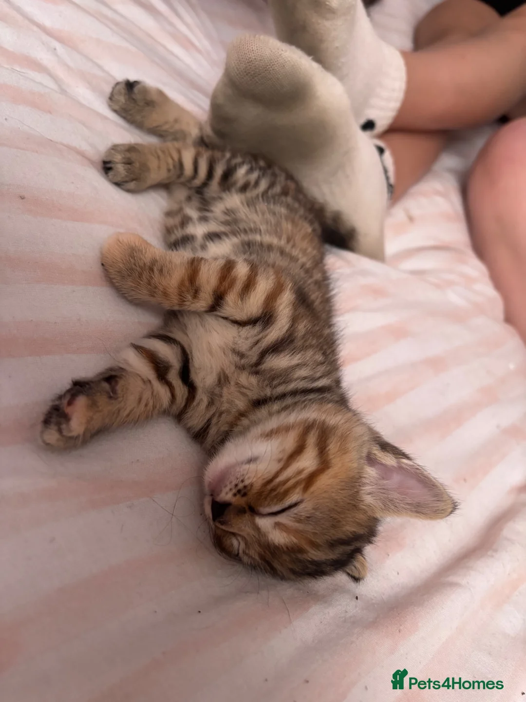 Mixed Breed cats for sale: Mixed main coone kittens  - Advert 10