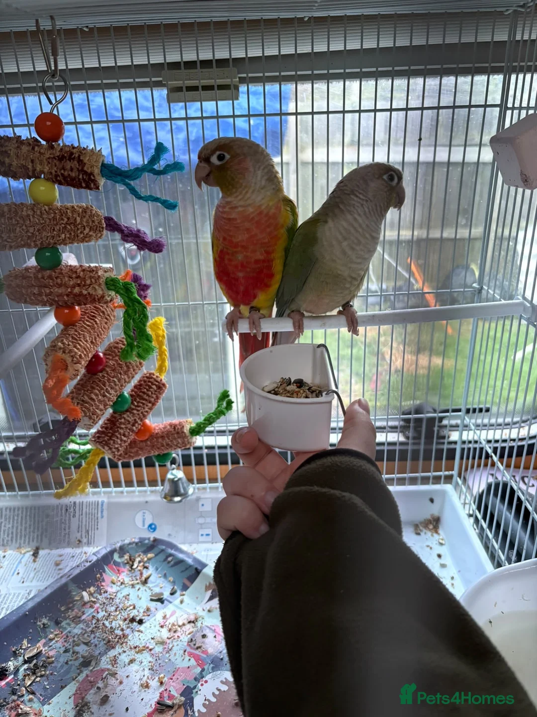 Conures birds for sale: Indie and Mango  in King's Lynn - Advert 1