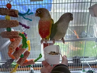 Conures birds Indie and Mango - Advert 1