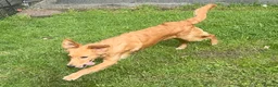 Golden Retriever dogs for sale: A BEAUTIFUL GOLDENDOODLE BOY - Advert 6