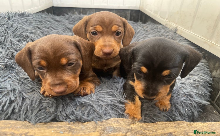 Dachshund dogs - Advert 10