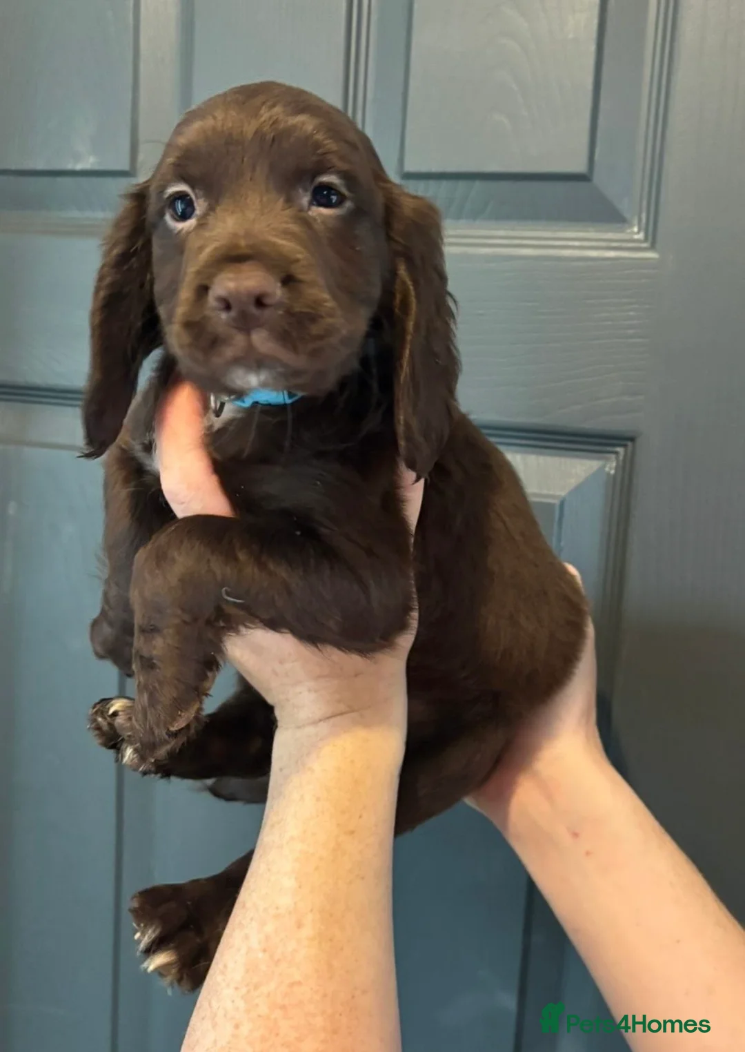 Sprocker dogs for sale: CHOCOLATE SPROCKER BOY - Advert 5