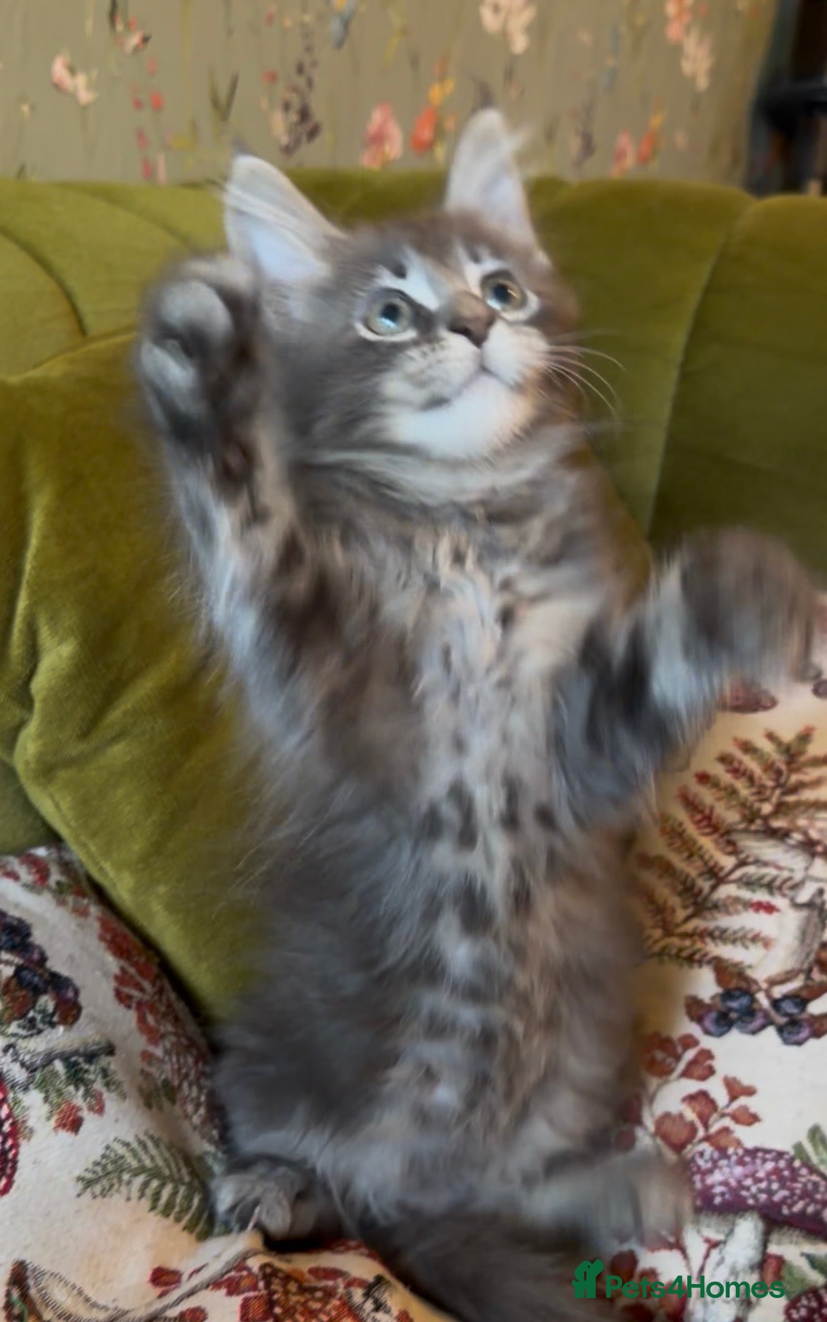 Maine Coon cats Beautiful pedigree Maine Coon kittens READY NOW - Advert 2