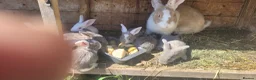 Mixed Breed rabbits for sale: Continetal  giant - Advert 5
