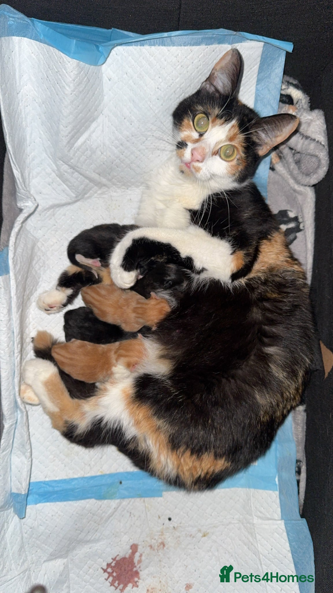 Mixed Breed cats Male kitten - Advert 5