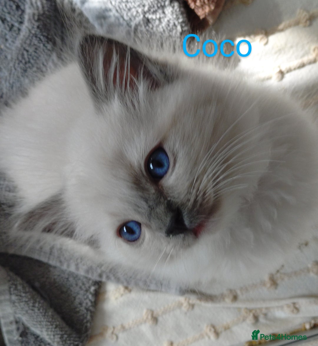 Ragdoll cats for sale: GCCF pedigree ragdoll kittens for sale £850 -£1100 - Image 19