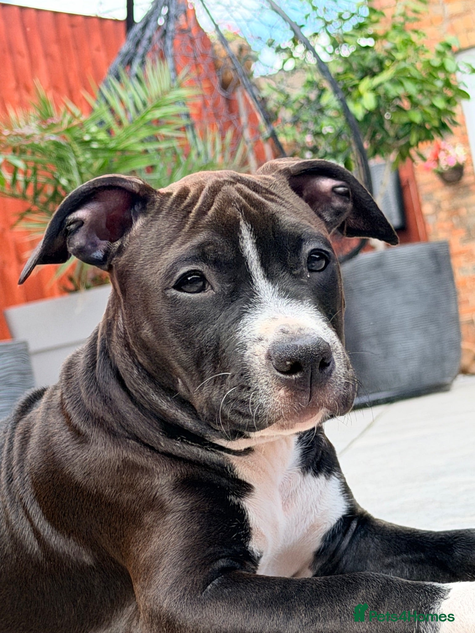 Staffordshire Bull Terrier dogs Only ONE female left!📣Staffordshire Bull Terrier - Advert 1