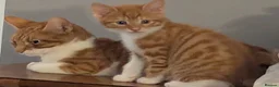 Domestic Shorthair cats for sale: 5 Ginger Kittens - Advert 18