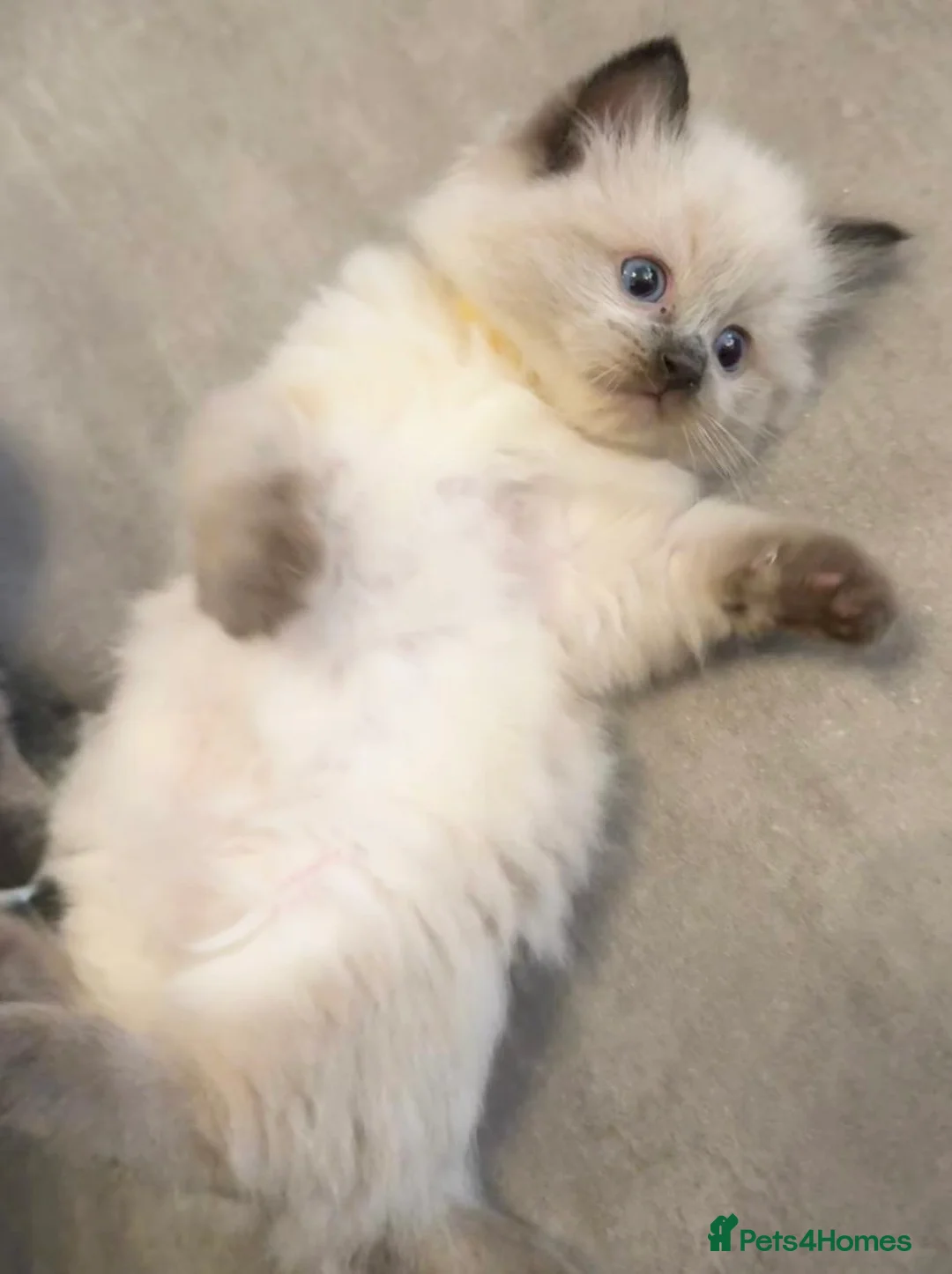 Ragdoll cats for stud: Premium GCCF/TICA Chocolate Point Ragdoll Stud - Advert 8