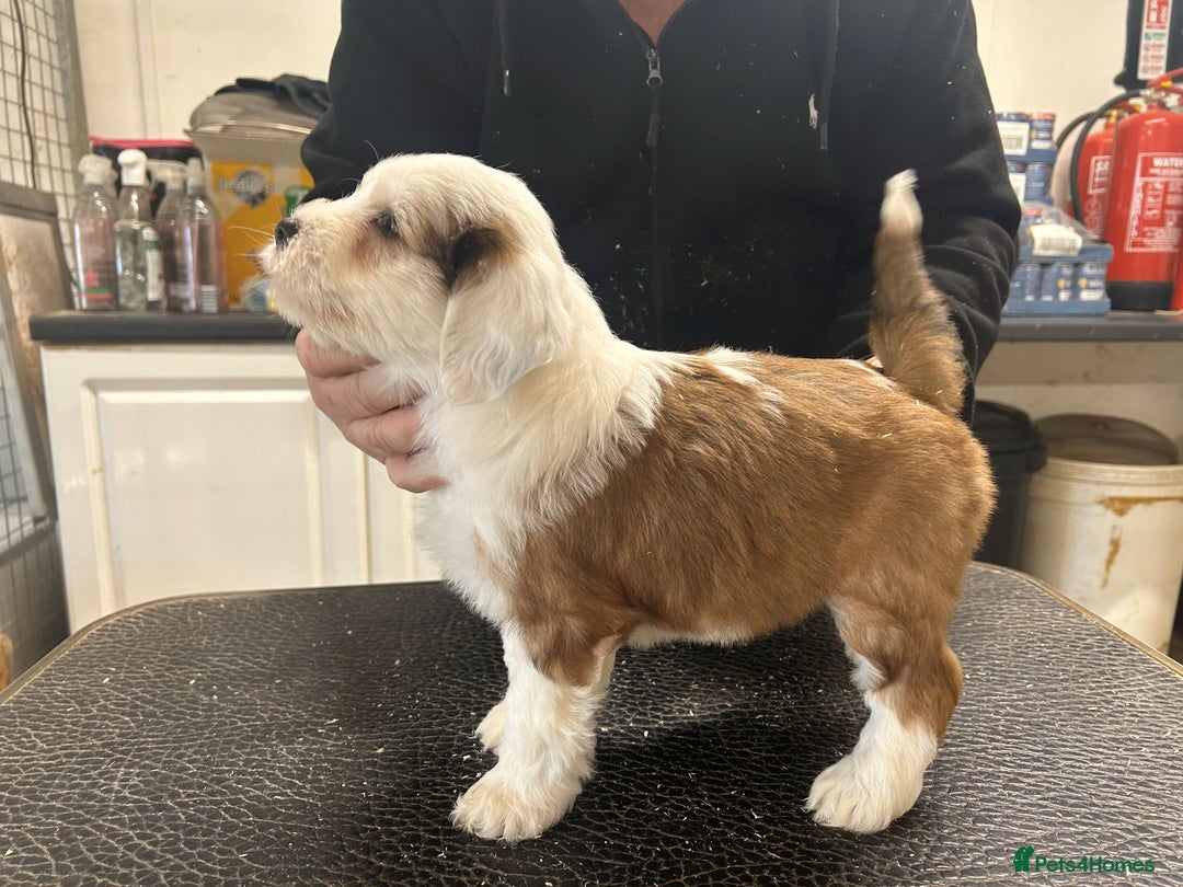 Tibetan Terrier dogs for sale: Araki Tibetan Terriers Puppies for Sale - Advert 3