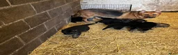 German Shepherd dogs for sale: Beautiful German shepherd  - Advert 2