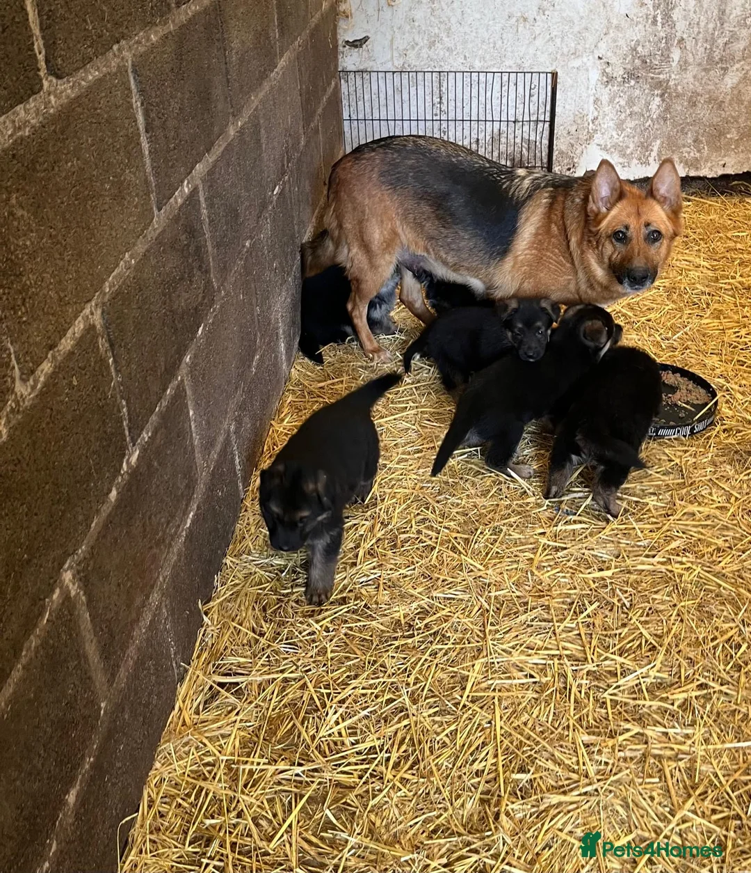 German Shepherd dogs for sale: Beautiful German shepherd  - Advert 2