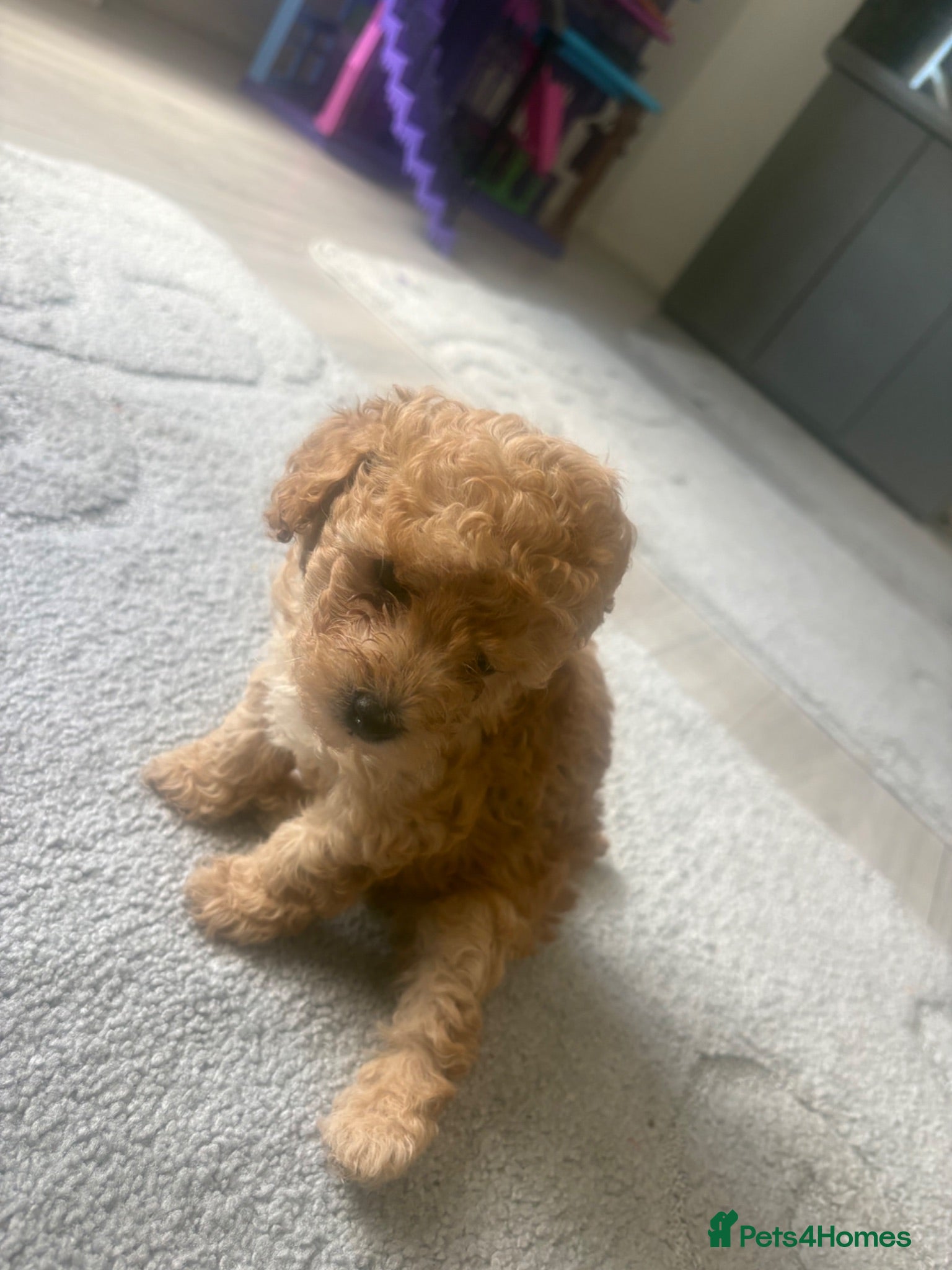 Toy Poodle dogs Stunning toy poodle puppies!! - Advert 2