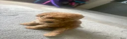Toy Poodle dogs for sale: Stunning toy poodle puppies!! - Advert 1