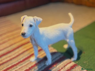 Parson Russell dogs Parson terrier pups - Advert 6