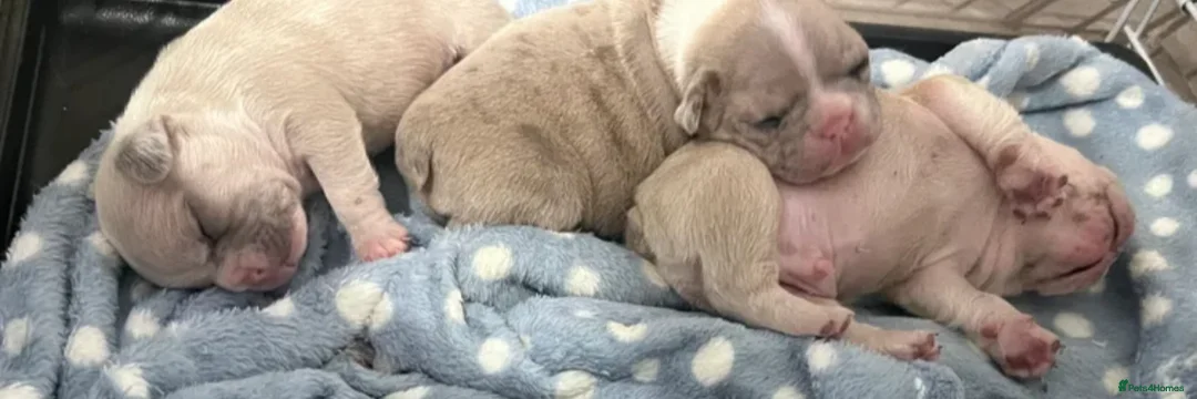 French Bulldog dogs for sale: 1 male French Bulldog Pup left  - Advert 22