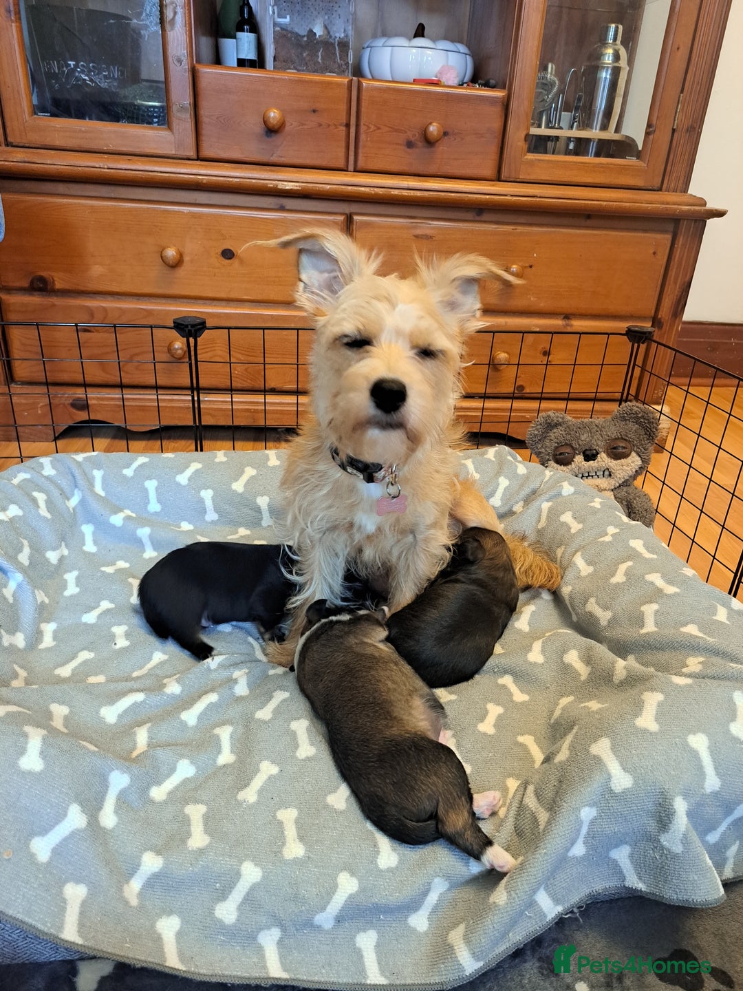 Mixed Breed dogs for sale: 🐾 Adorable Puppies Looking for a Loving Home 🐾   - Image 13