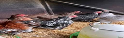 Chickens poultry for sale: Beautiful Pekin bantam hens  - Advert 2