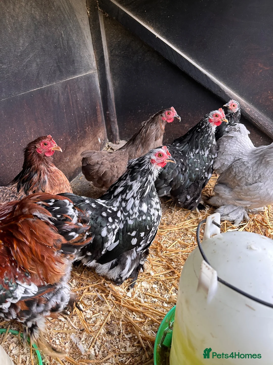Chickens poultry for sale: Beautiful Pekin bantam hens  - Advert 2