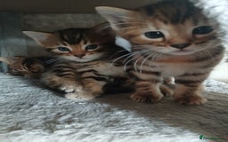 Mixed Breed cats for sale: Beutyful bengal babies wisbech 🐈😻 - Advert 22