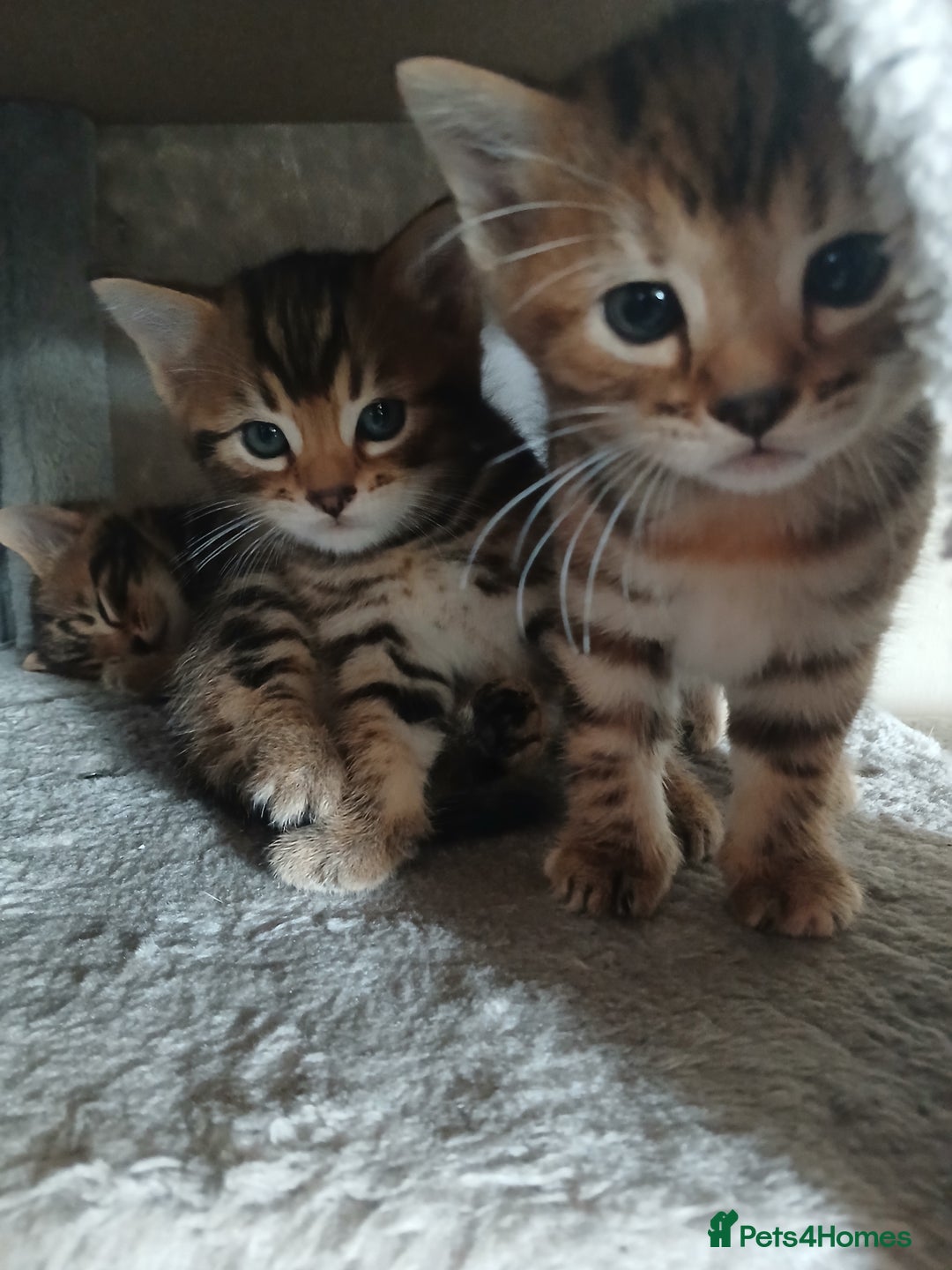 Mixed Breed cats for sale: Beutyful bengal babies wisbech 🐈😻 - Advert 22