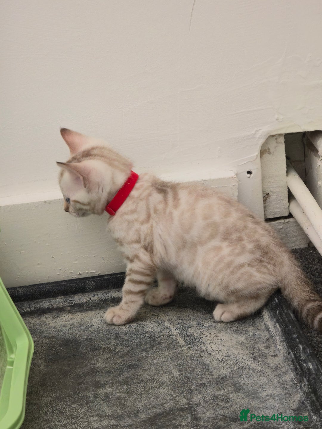 Bengal cats for sale: SNOW BENGAL BLUE EYES TICA PET/ACTIVE - Image 10