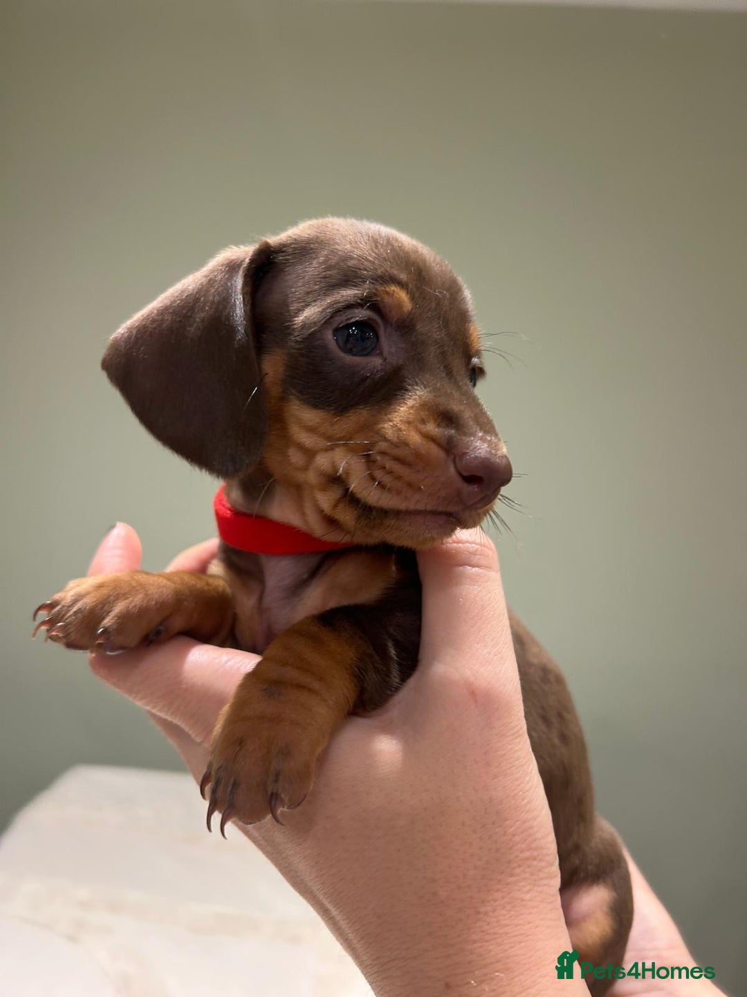 Dachshund dogs for sale: STANDARD DACHSHUND PUPPYS. READY TO LEAVE.  - Advert 8