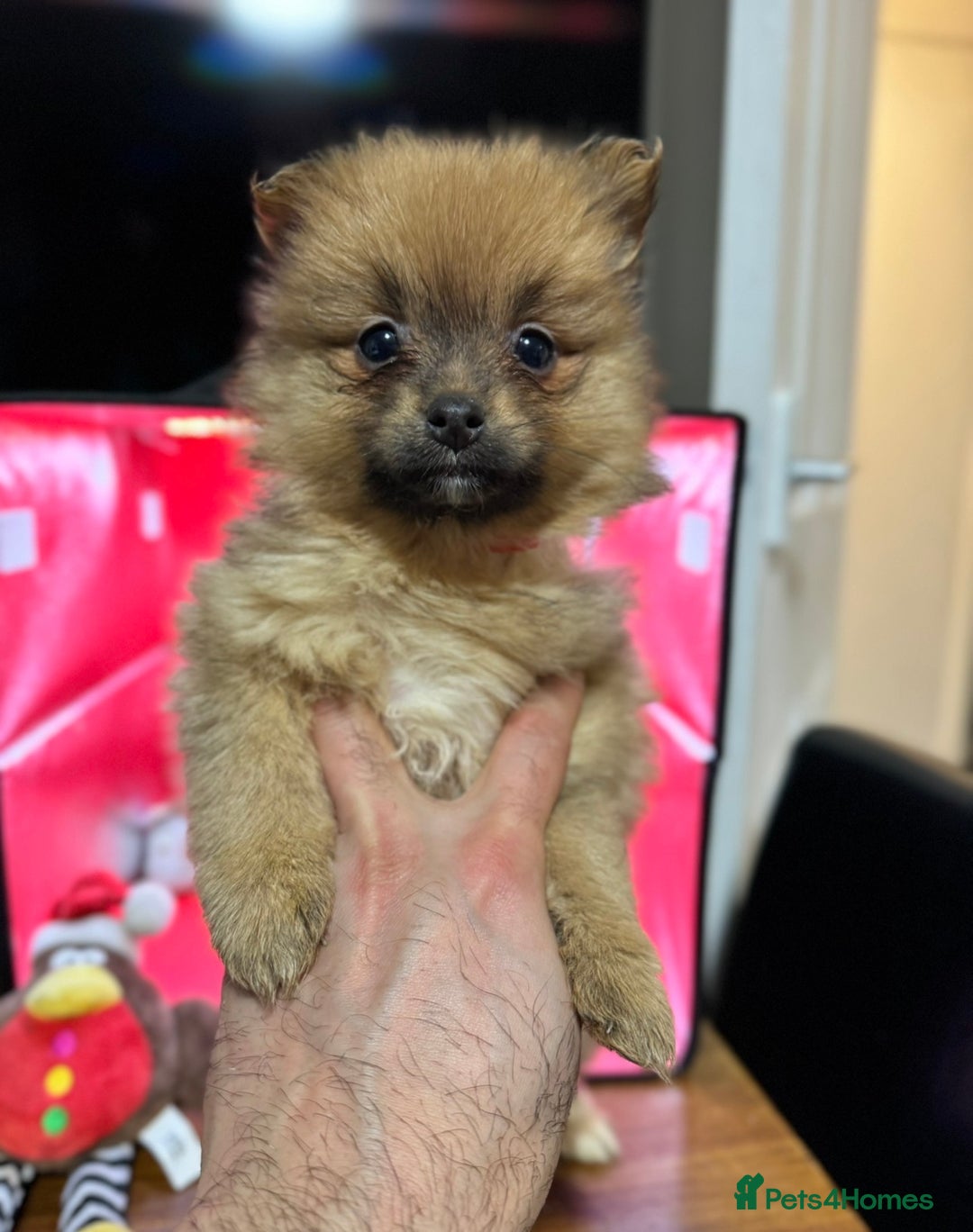 Pomeranian dogs for sale: 6 Adorable Mini/Tiny/ Fluffy Pomeranian Puppies  - Advert 14