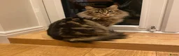 Mixed Breed cats for sale: 4 Beautiful Kittens Looking for Loving Homes!  in Dagenham - Advert 25